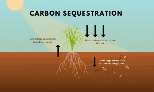 Carbon sequestration | Quanto Agro