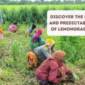 Lemongrass Farming | QuantoAgro