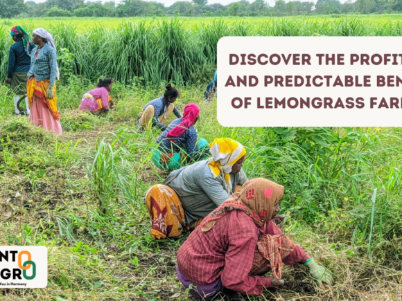Discover the Profitable and Predictable Benefits of Lemongrass Farming