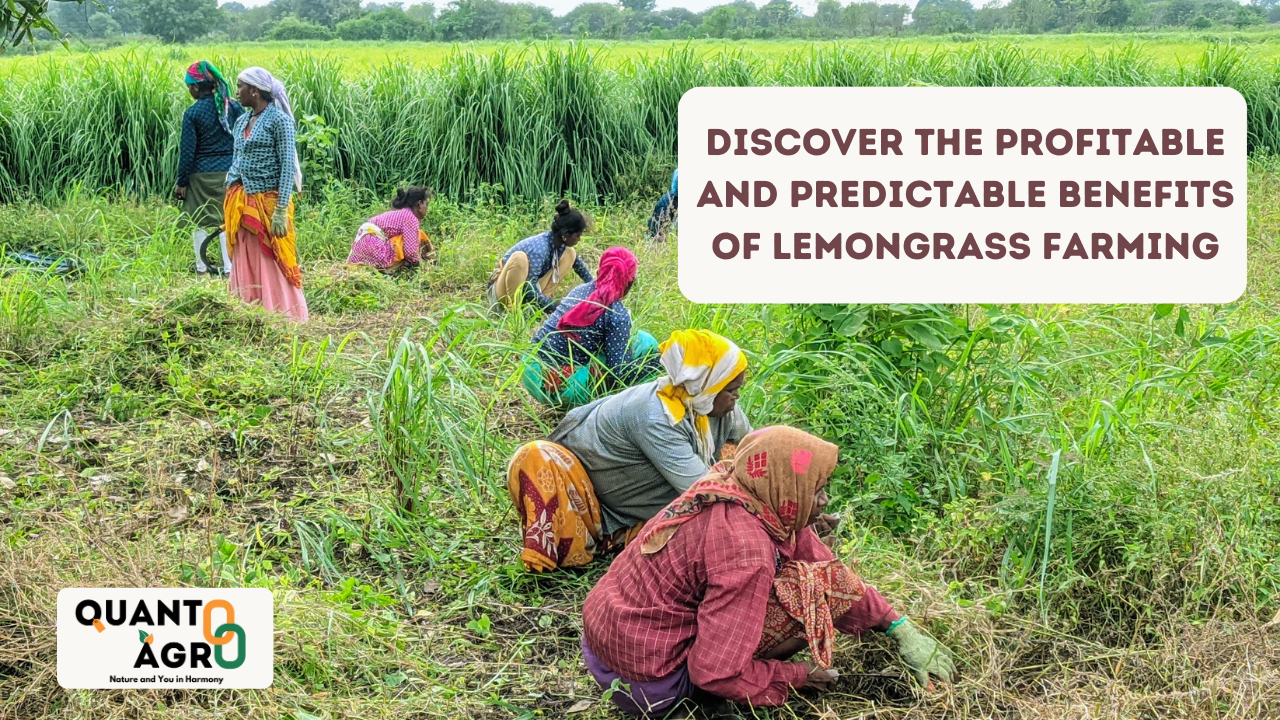 Lemongrass Farming | QuantoAgro