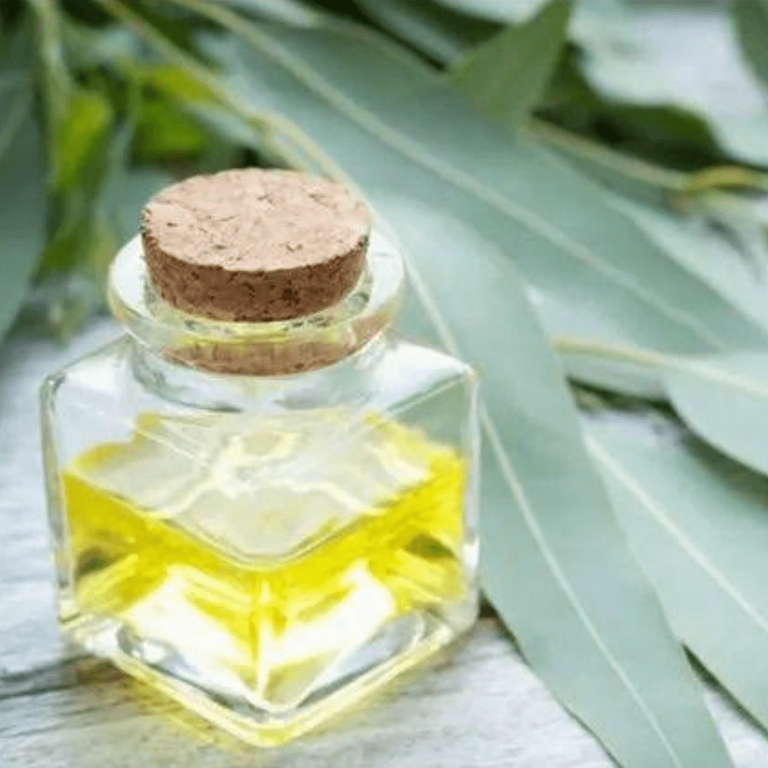 Eucalyptus Essential Oil | QuantoAgro