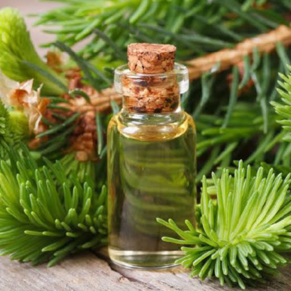 Pine Essential Oil | QuantoAgro