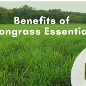 benefits of lemongrass essential oil | QuantoAgro