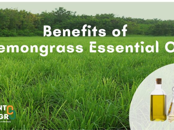 Unleash the Benefits of Lemongrass Essential Oil in Your Routine Life