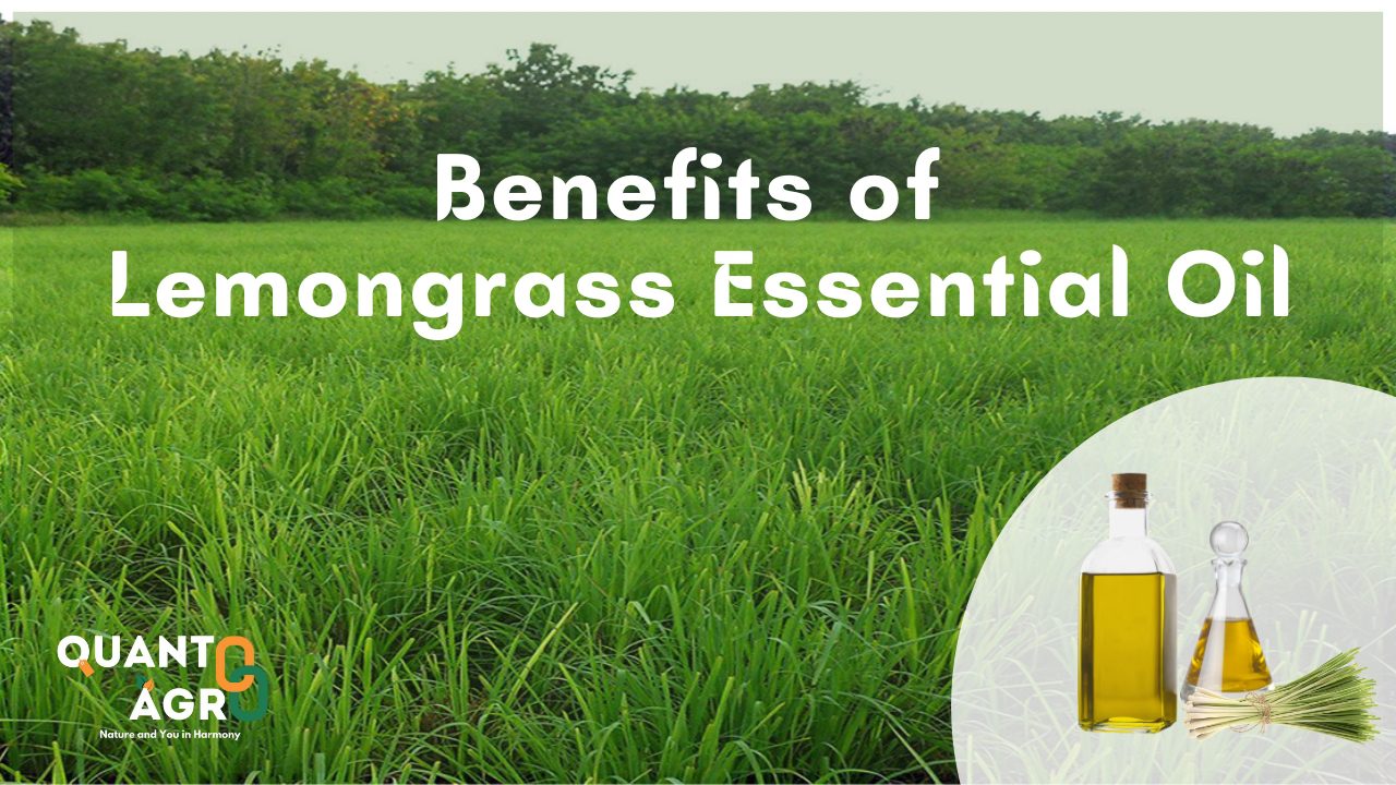 benefits of lemongrass essential oil | QuantoAgro